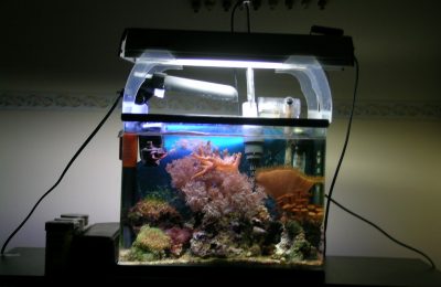 L'acquario di Giuffrida