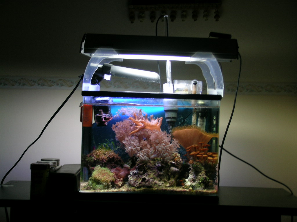 L'acquario di Giuffrida L'acquario di Giuffrida