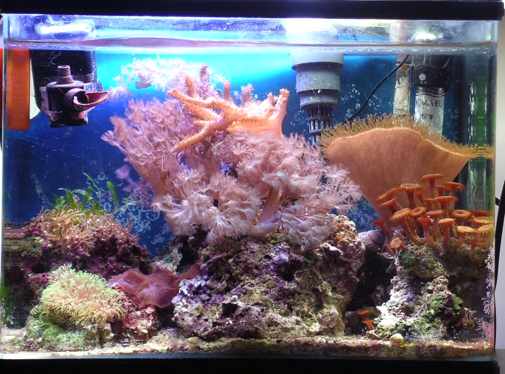 L'acquario di Giuffrida L'acquario di Giuffrida