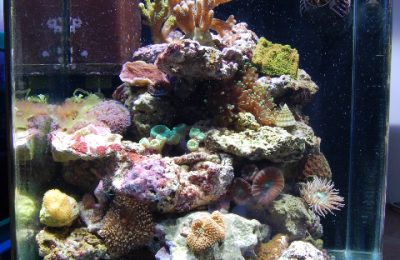 L'acquario di Gianluca Nasciuti