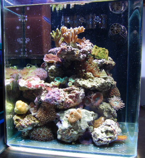 L'acquario di Gianluca Nasciuti L'acquario di Gianluca Nasciuti