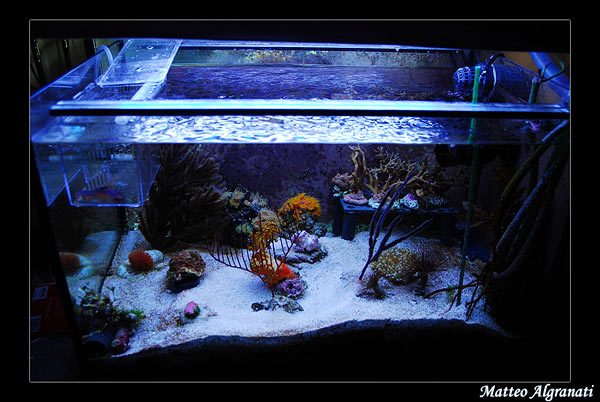 L'acquario di Matteo Algranati