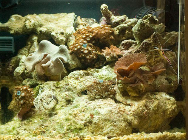 L'acquario di Luca Grifoni