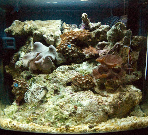 L'acquario di Luca Grifoni