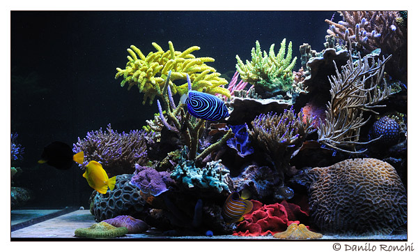 L'acquario di Paolo Marzocchi