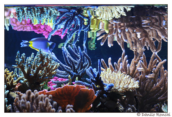 L'acquario di Paolo Marzocchi