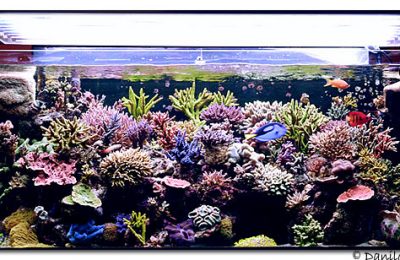 L'acquario di Andrea Negusanti