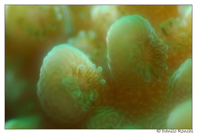 L'alimentazione dei Coralli Acropora