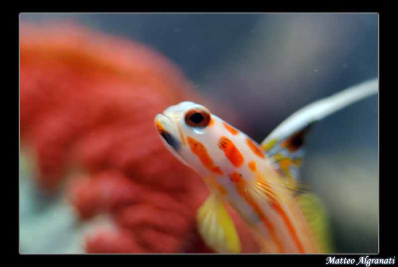 Stonogobiops yasha