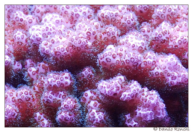 L'alimentazione dei Coralli Pocillopora