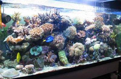 L'acquario di Marco Negro