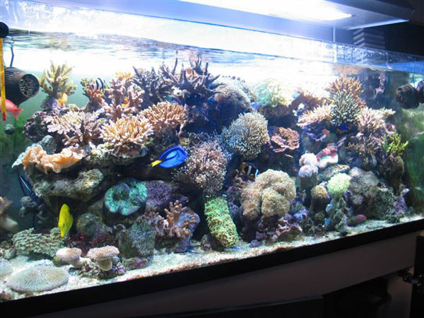 L'acquario di Marco Negro