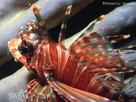 pesce in acquario marino