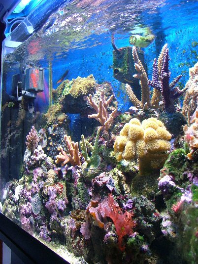 L'acquario di Wortice