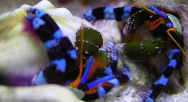 L'acquario di Pascia