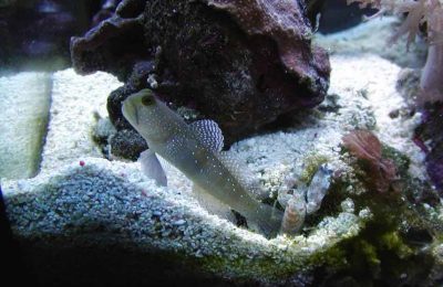 simbiosi tra gamberi Alpheus e Ghiozzi