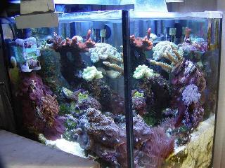 L'acquario di Enrico Dutti