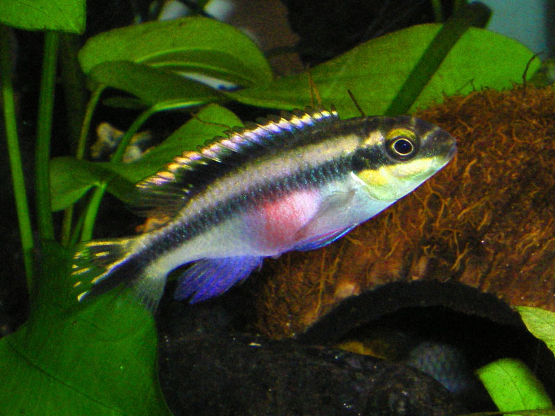 Pelvicachromis pulcher