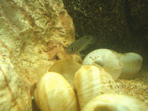 Pesce dolce Lamprologus similis