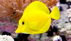 Zebrasoma flavescens