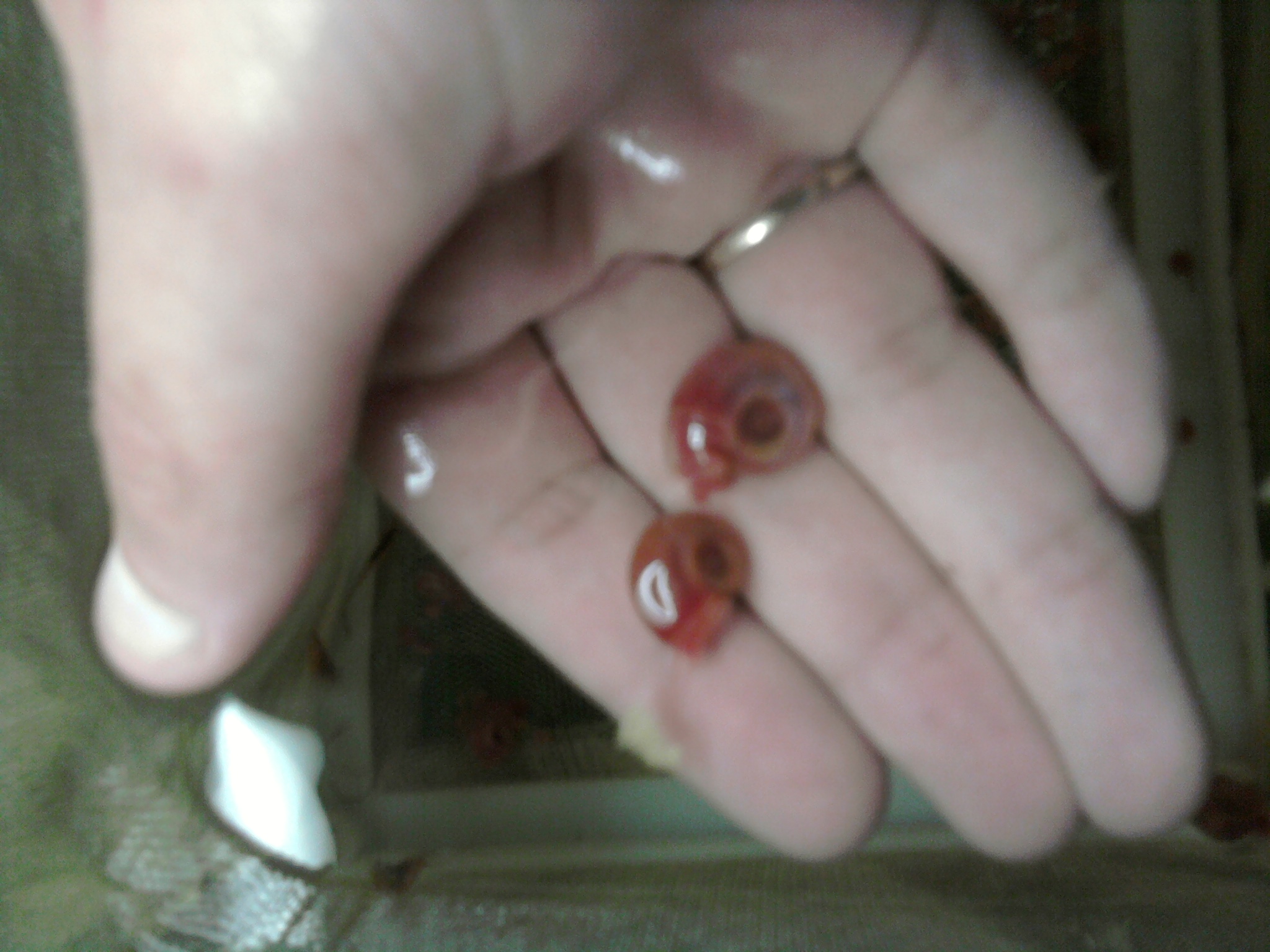 Planorbarius corneus