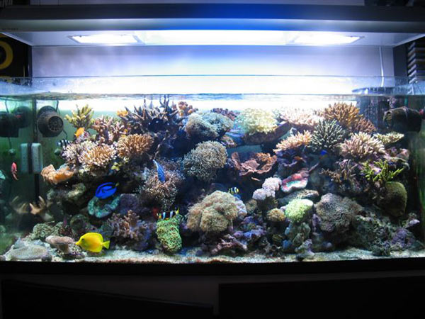 L'acquario di Marco Negro