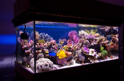 L'acquario di Marcello Ascani