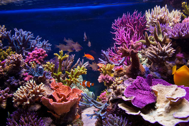 L'acquario di Marcello Ascani