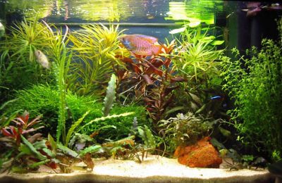 L'acquario di Carlo Colombo