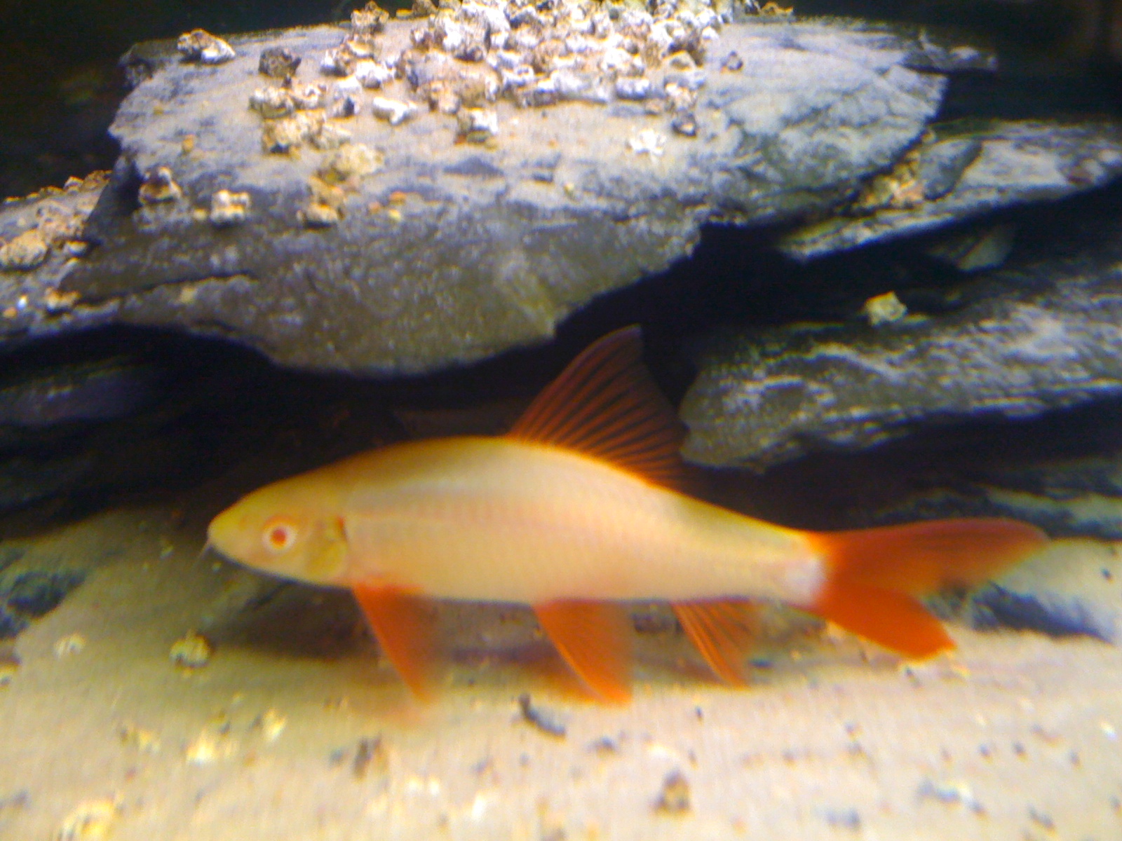 Epalzeorhynchos Frenatum