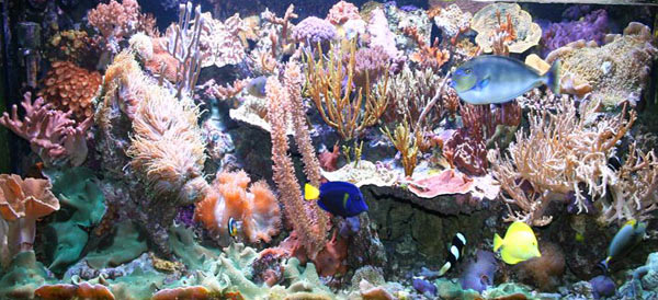 L'acquario di Andrea Zavoli