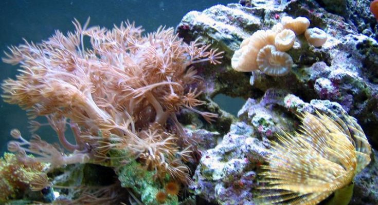 L'acquario di De Rosa Vincenzo