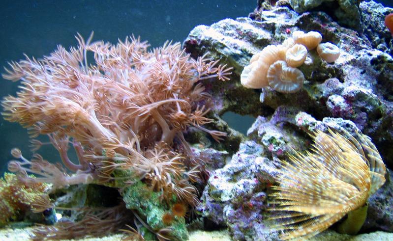 L'acquario di De Rosa Vincenzo L'acquario di De Rosa Vincenzo