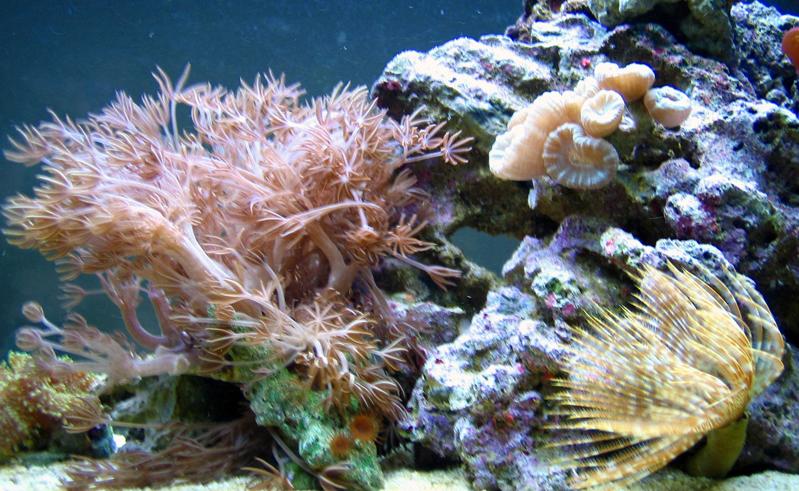 L'acquario di De Rosa Vincenzo