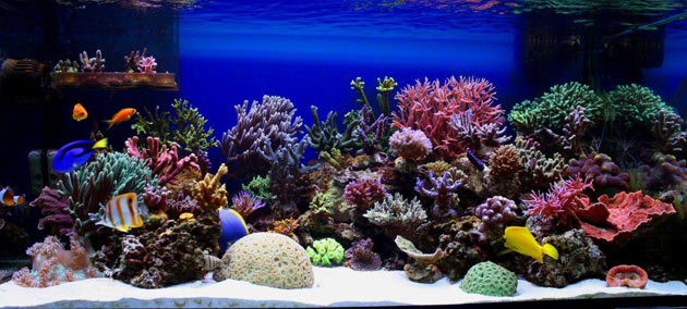 L'acquario di Andrea Amati L'acquario di Andrea Amati