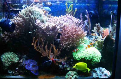 L'acquario di Nunzio Biagini