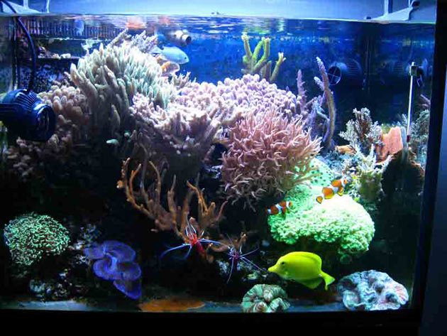 L'acquario di Nunzio Biagini