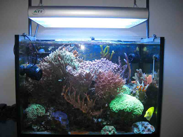 L'acquario di Nunzio Biagini