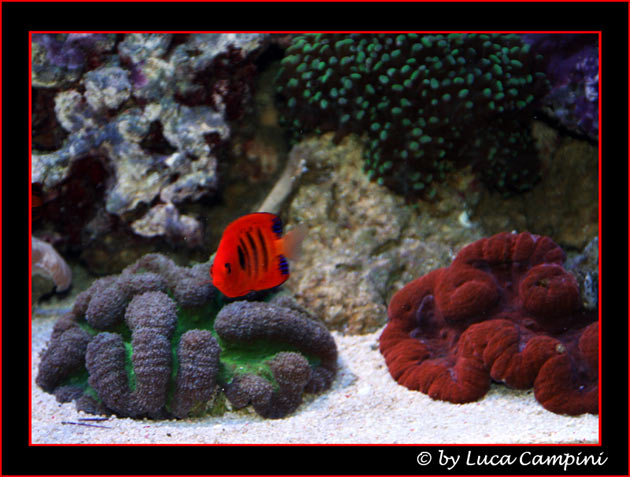 L'acquario di Luca Campini