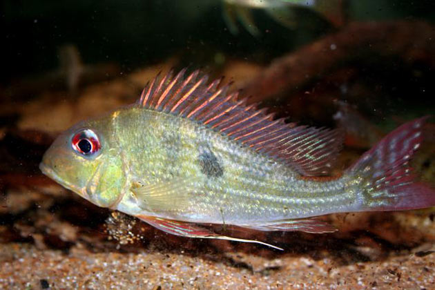 Pesce dolce Geophagus spec. altifrons