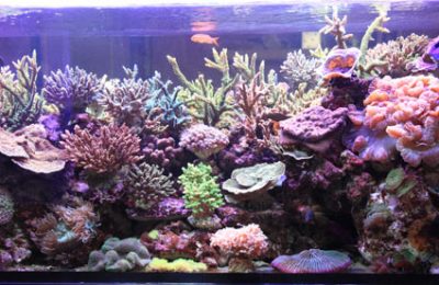 L'acquario di Lorenzo Vittori