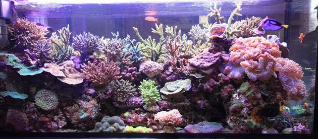 L'acquario di Lorenzo Vittori