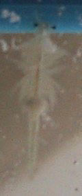 Allevamento Artemie Saline artemia