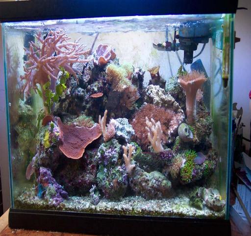 L'acquario di Heros Marai
