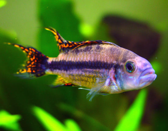 Pesce dolce Apistogramma Cacatuoides