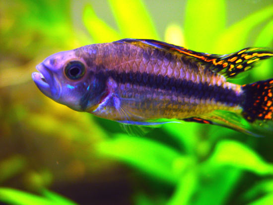Pesce dolce Apistogramma Cacatuoides