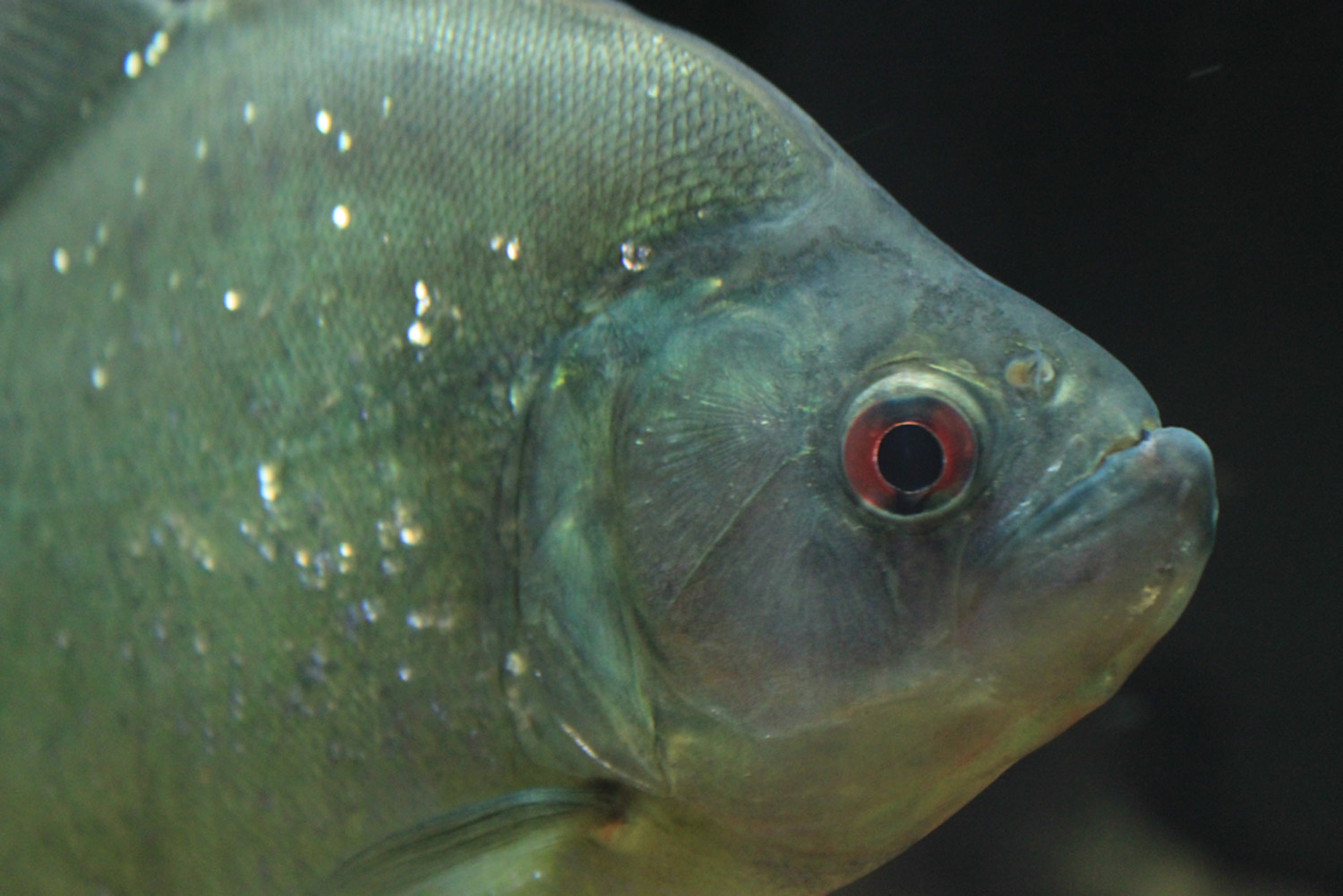 Serrasalmus rhombeus