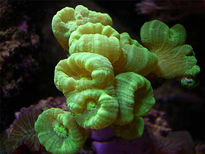Corallo LPS Caulastrea