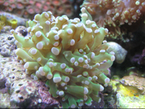 Corallo LPS Euphyllia