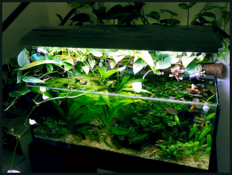 L'acquario di Giorgio Fadda